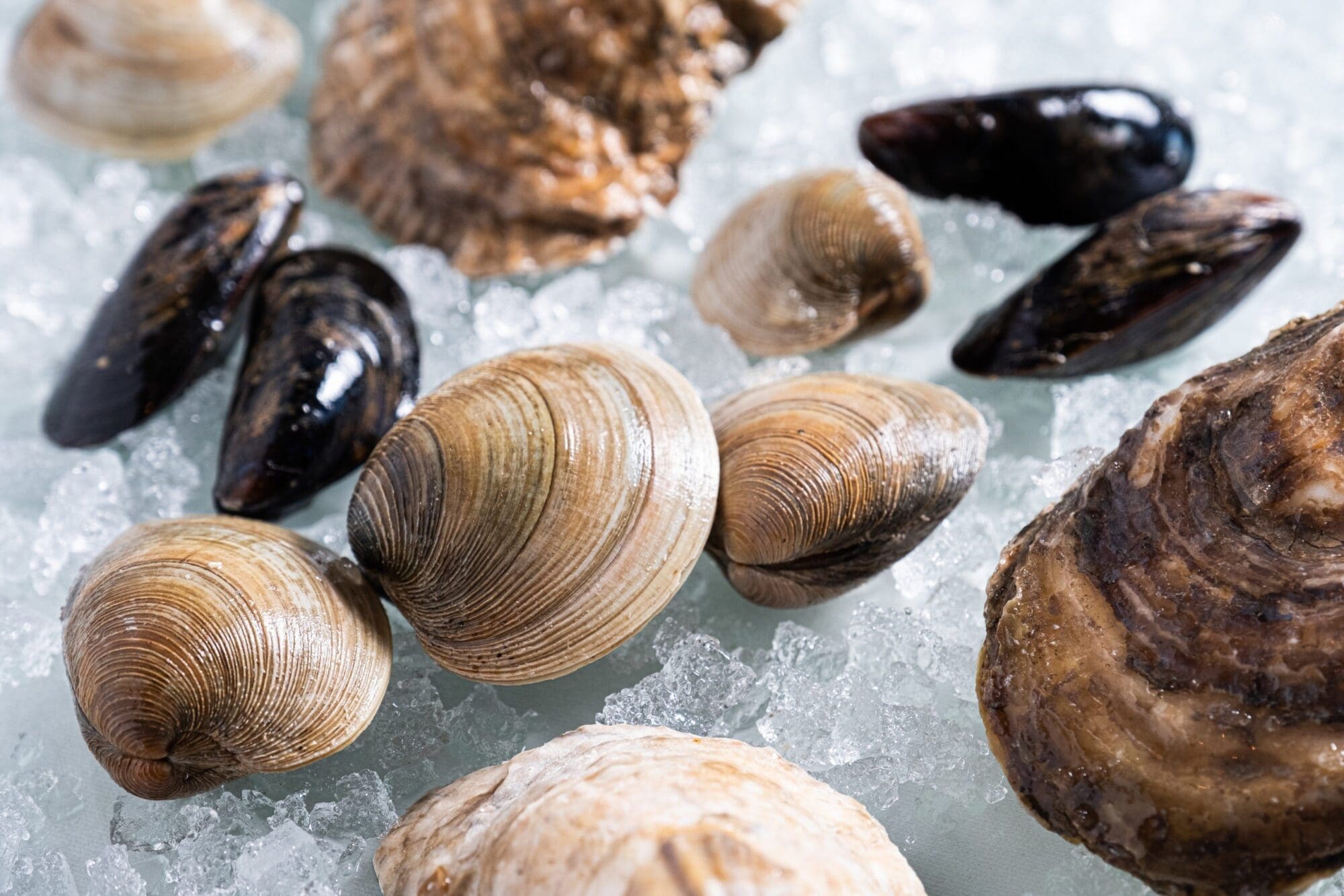 Various types of shellfish, including clams, mussels, and oysters, are arranged on a bed of ice. The shellfish are displayed close-up, showcasing their textured and varied shells.