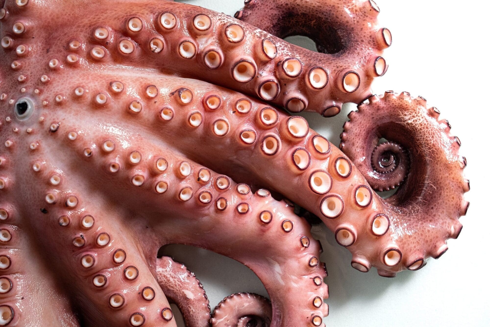 Close-up of an octopus showing its tentacles and suckers. The image highlights the detailed texture and patterns of the octopus's skin, with a focus on the circular suckers. The background is plain, helping emphasize the intricacy of the tentacles.