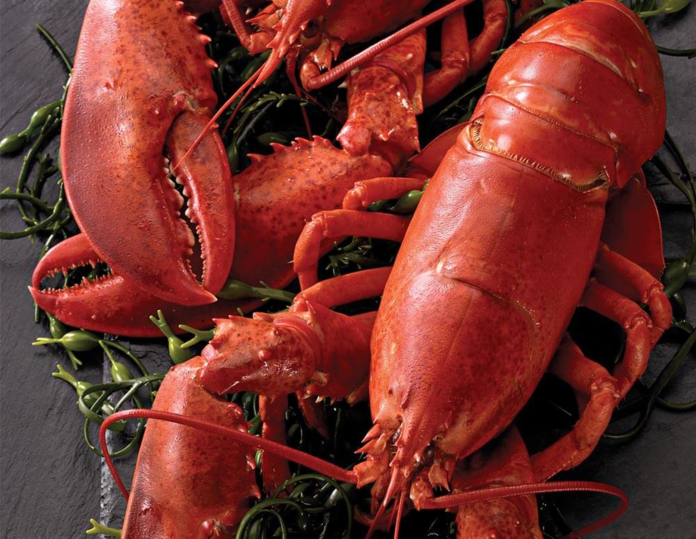 A close-up shot of cooked lobsters with bright red shells placed on a bed of green seaweed. The image focuses on the texture and color of the lobsters, highlighting their claws, legs, and antennae against the dark background.