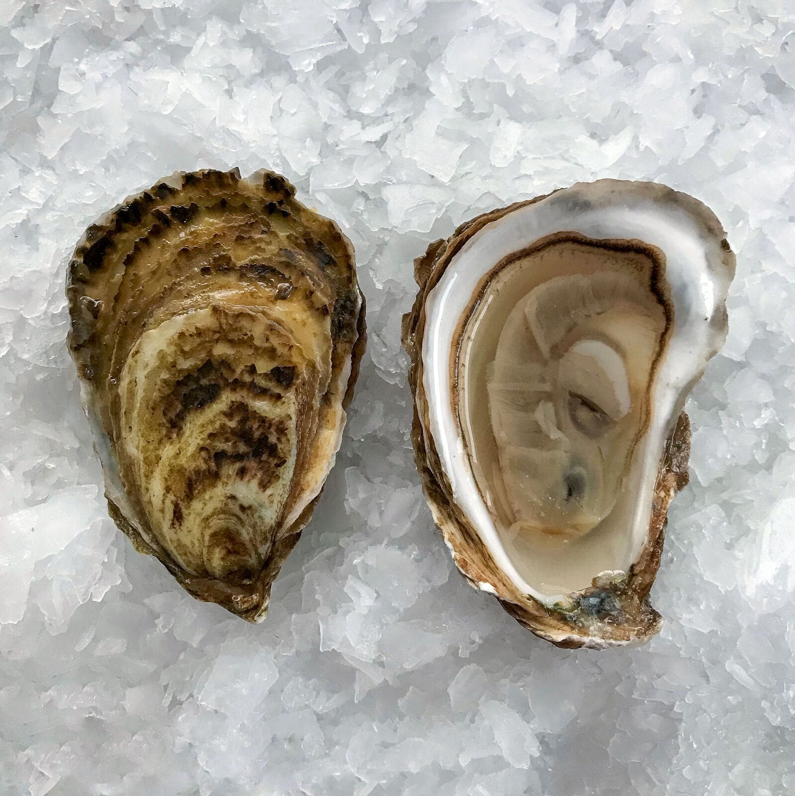 Two opened oysters on a bed of crushed ice. The oyster on the left is closed, showing a rough, layered shell exterior. The oyster on the right is open, displaying the smooth interior with the meat and liquid visible inside the shell.