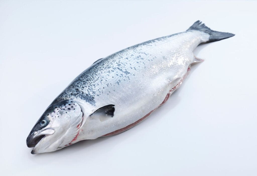 A whole, fresh salmon with a silvery body and dark gray-blue spots resting on a white surface. The fish is oriented diagonally with its head facing the bottom left corner and its tail pointing to the top right corner.