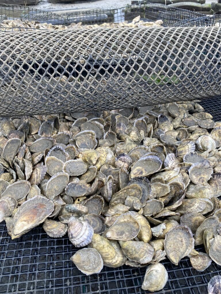 Oysters