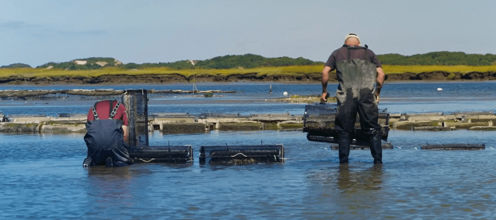 Two people in waders work in a shallow body of water, handling oyster cages. The sky is clear, and there are green-topped islands in the background.